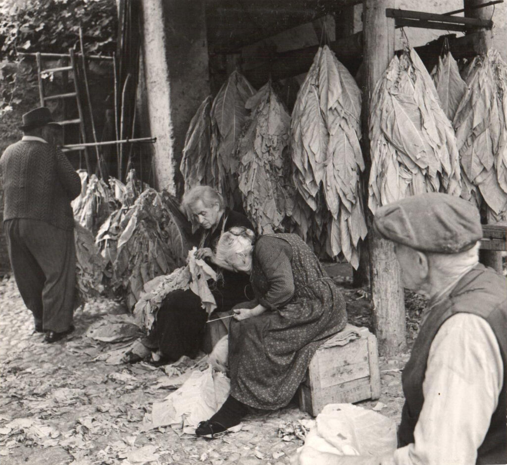 Gotthard Schuh: Einbringen des Tabaks im Mendrisiotto, um 1953 © Gotthard Schuh / Fotostiftung Schweiz