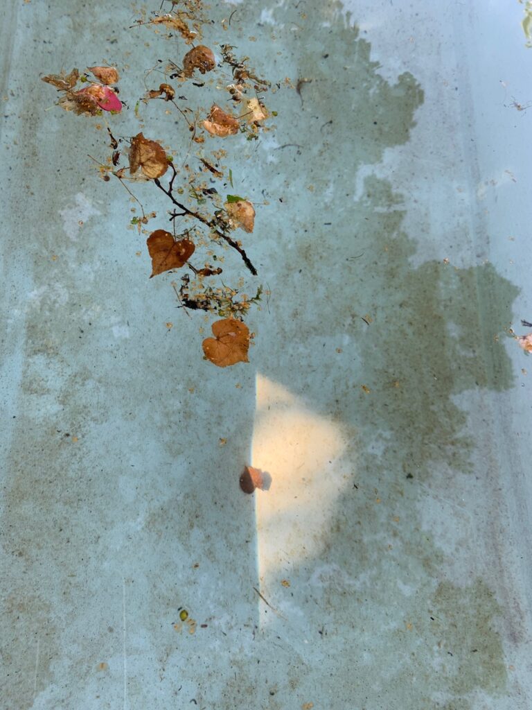 Letizia Enderli: Dorfbrunnen Hermikon, 16.8.2022, Digitaldruck auf Museo Silver Rag Papier, 29 x 21.5 cm. Foto © Letizia Enderli Letizia Enderli: Dorfbrunnen Hermikon, 16.8.2022, Digitaldruck auf Museo Silver Rag Papier, 29 x 21.5 cm. Foto © Letizia Enderli