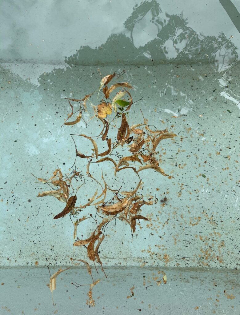 Letizia Enderli: Dorfbrunnen Hermikon, 27.8.2020, Fotografie. © Letizia Enderli Letizia Enderli: Dorfbrunnen Hermikon, 27.8.2020, Fotografie. © Letizia Enderli