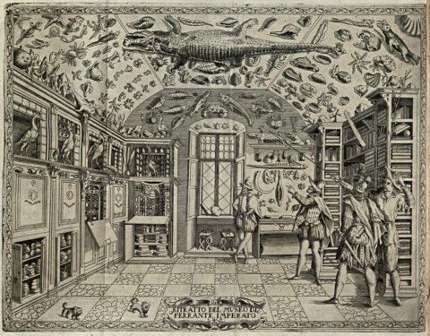 Kupferstich aus: “Dell’Historia Naturale” von Ferrante Imperato, Neapel 1599.